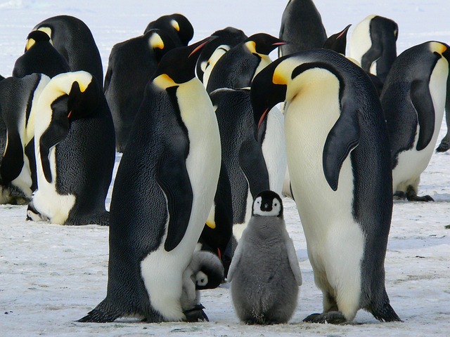 picture of emperor penguins standing on the ice